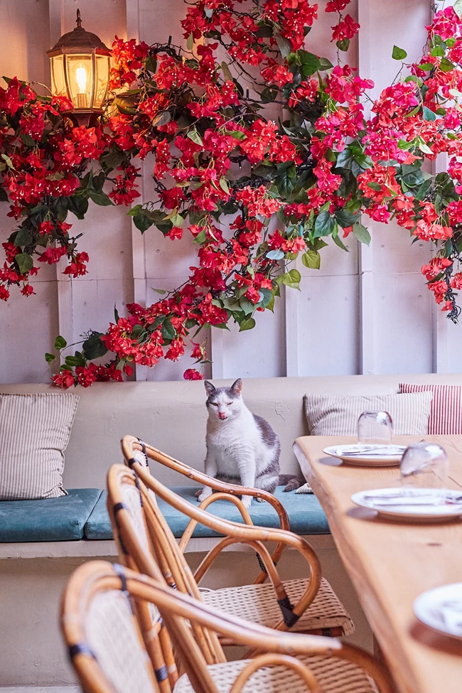 Salumeria - Osteria 