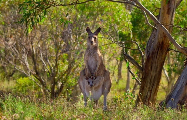 KANGAROO VALLEY