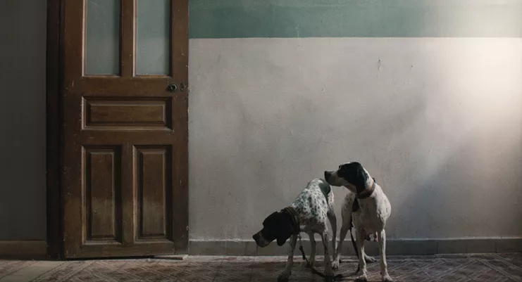 Janis Rafa, Lacerate, 2020. Στιγμιότυπο φιλμ, μονοκάναλο βίντεο με ήχο, 16’. Παραχώρηση της καλλιτέχνιδας και του Fondazione In Between Art Film. © Janis Rafa