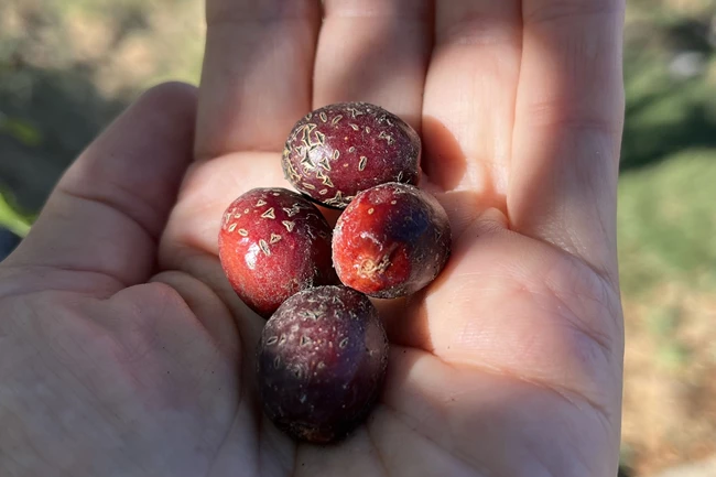 Δίκτυο αρχιπέλαγος