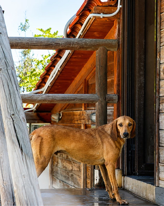 divani collection stary dogs