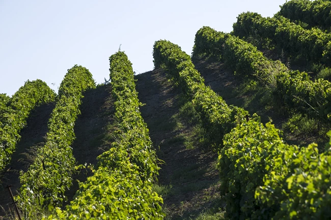 Κτήμα Νικολάου