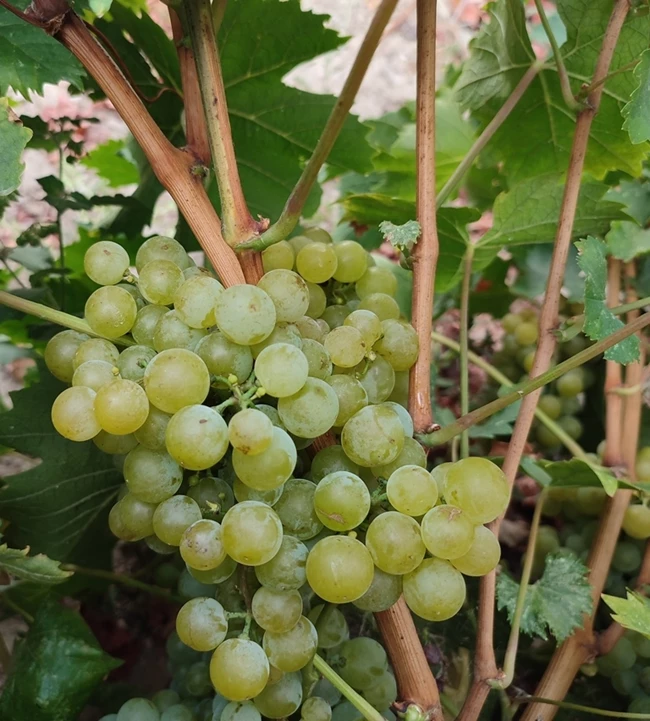 Ανηφορίζοντας στους αμπελώνες των