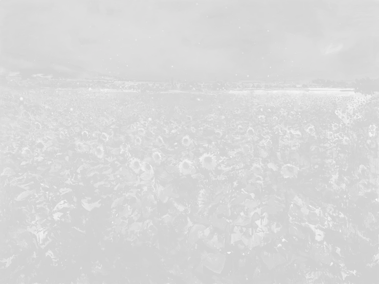 Μίλτος Γκολέμας, Η Νύχτα του ηλιοτρόπιου, Λάδι και άμμος σε καμβά 180x243