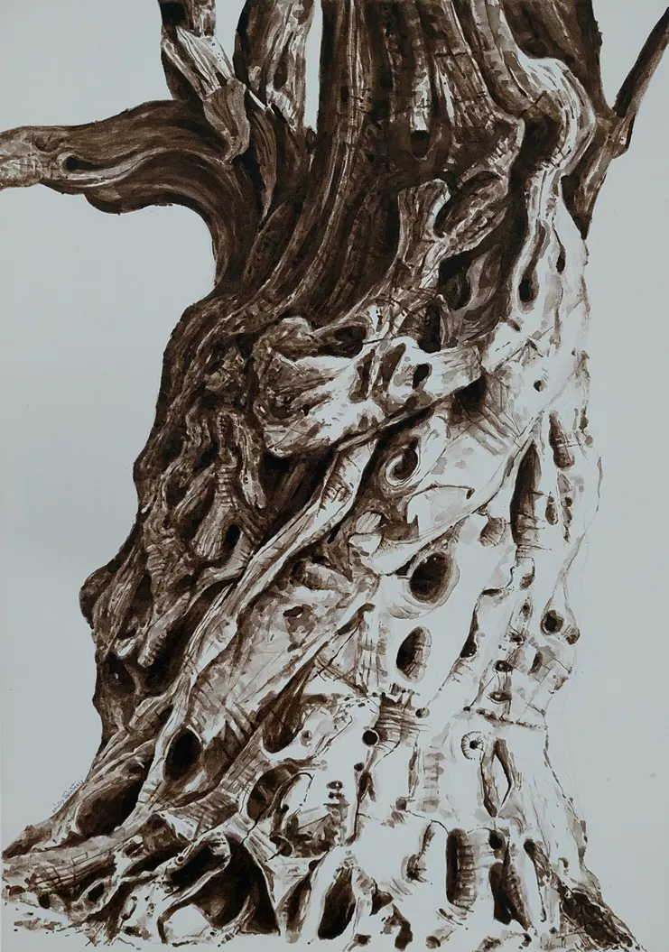 Χρίστος Παπαδάκης, Ελιά γειρτή, Μελάνι σε χαρτί, 70χ100 εκ.