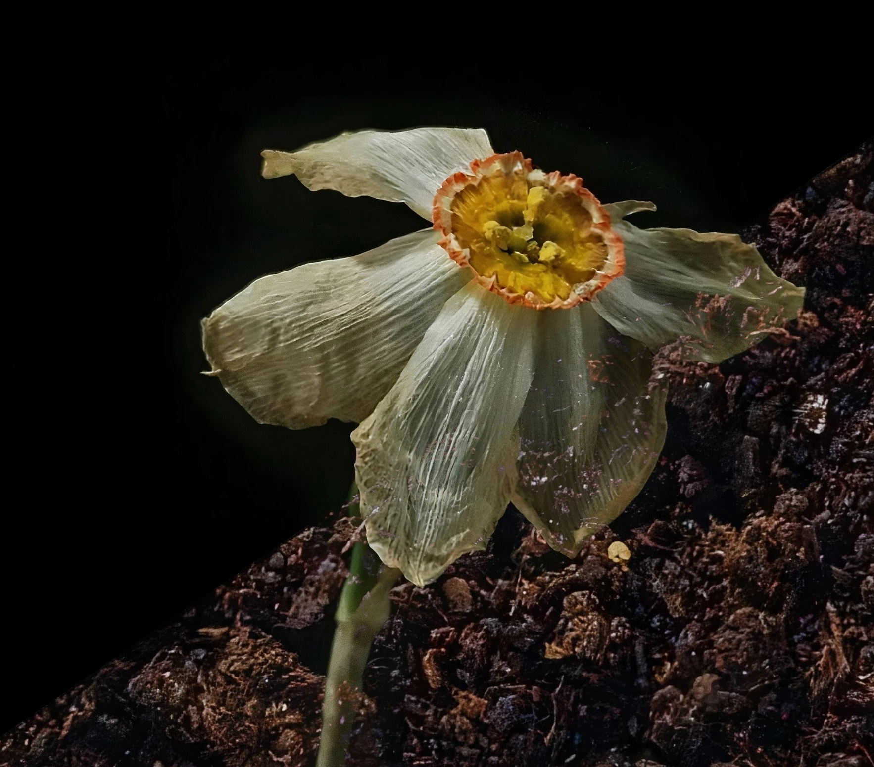 Αντιγόνη Ωδείο Αθηνών
