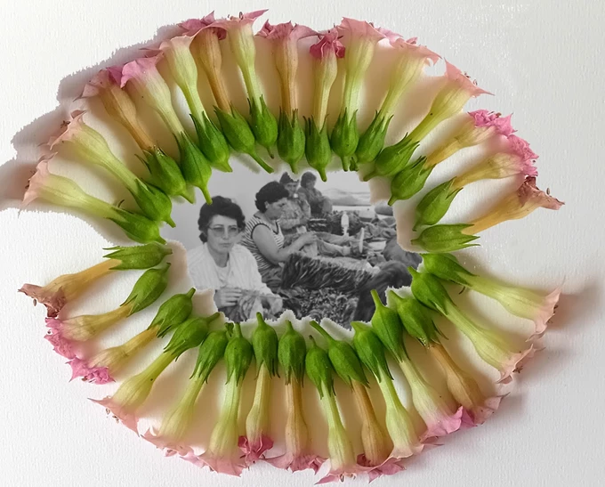 Μαρίνα Προβατίδου. Τα άνθη του καπνού