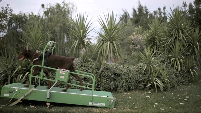 Washingtonia