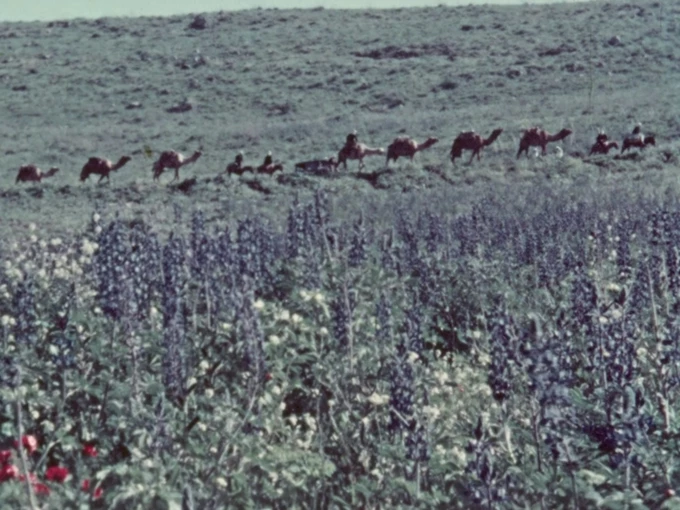 The Flowers Stand Silently, Witnessing 2