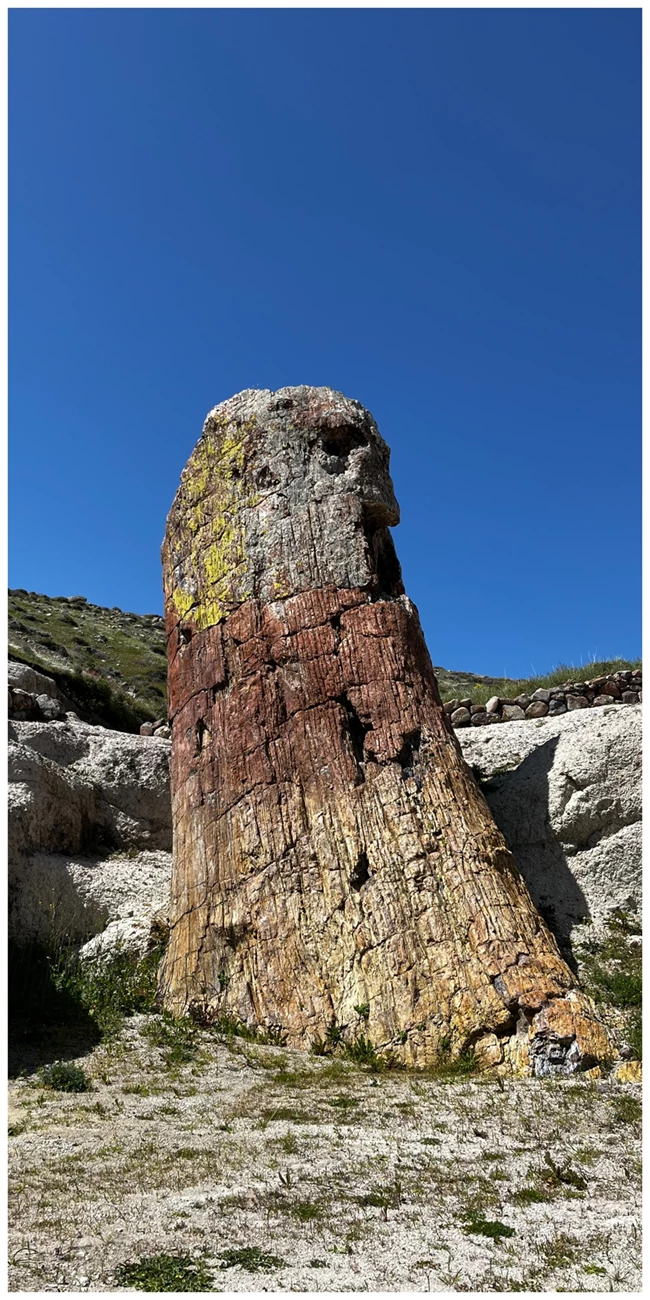 Απολιθωμένο Δάσος