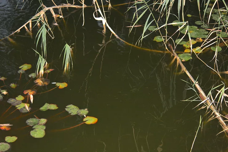 Πόλυς Πεσλίκας. ΑΝΤΡΕΙ ΚΑΤΑΛΙΝ (Νούφαρα) 2010-2023. Ψηφιακή εκτύπωση. Ευγενική παραχώρηση του καλλιτέχνη και Radio Athènes