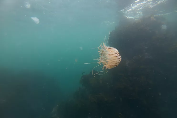 Aiko Ohno, &quot;Beauty Has Its Thorns&quot;, 2023, φωτογραφία, Παραχώρηση της καλλιτέχνιδας