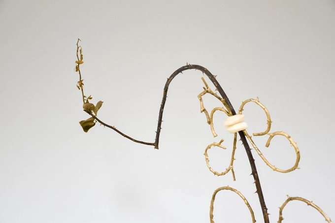 Ανδρέας Μαλλουρής An Evening Botanist