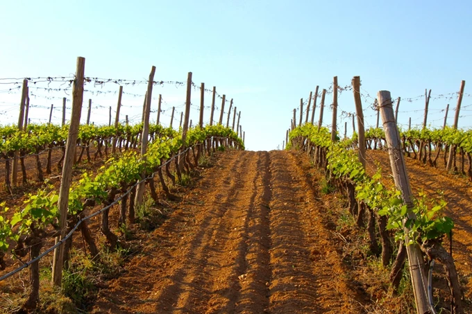 8 ελληνικά οινοποιεία που αξίζει να επισκεφθείς_Κτήμα Τσέλεπου 1