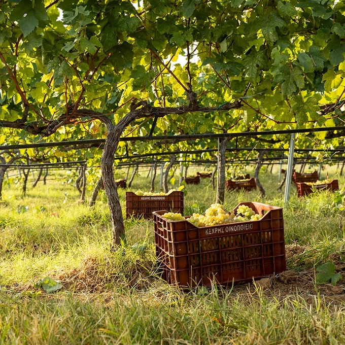 οινοτουρισμός