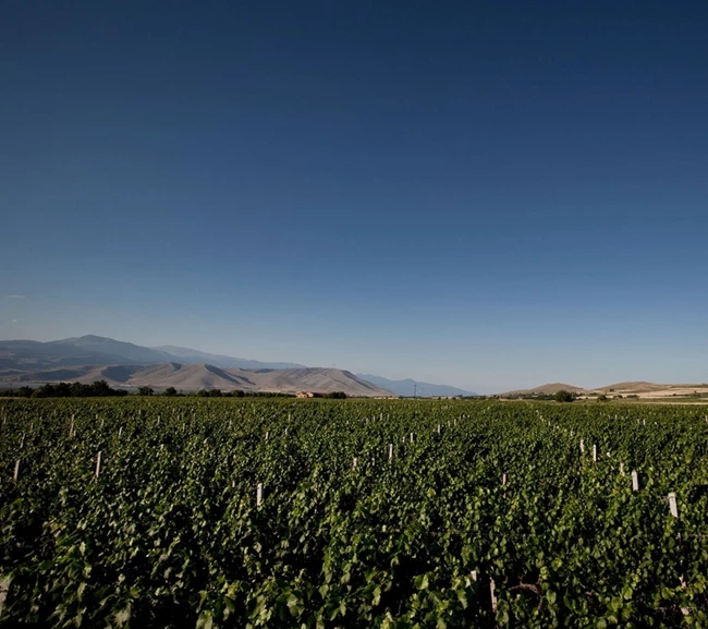 Ξινόμαυρο 1
