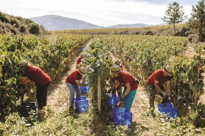 8 ελληνικά οινοποιεία που αξίζει να επισκεφθείς_Κτήμα Τσέλεπου 3