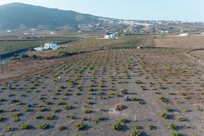Domaine Sigalas