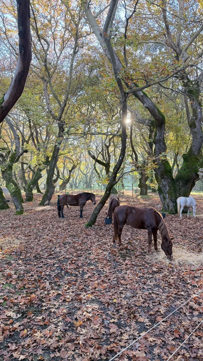 AROANIDES Mountain Hotels