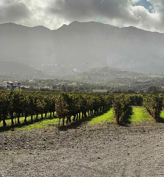 Αμπελώνες - Κως