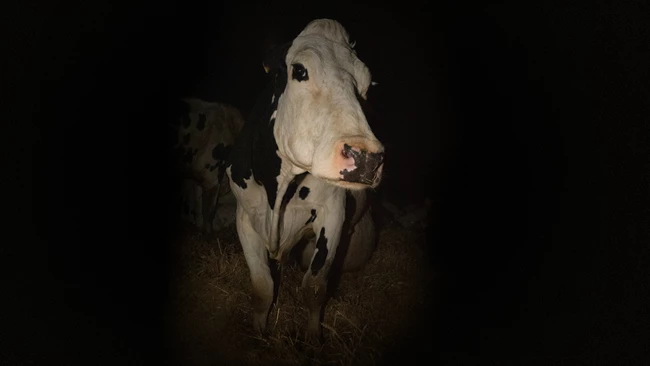 cow2_©Kate Kirkwood