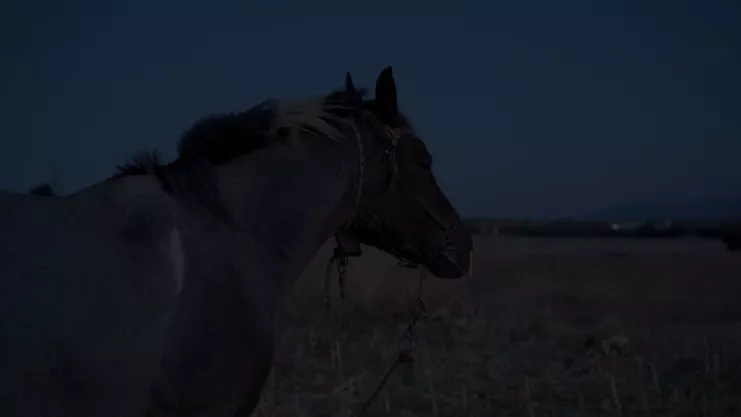 Δανάη Ηώ, «Sprouts of a dragon’s teeth», 2023. Film still. HD video with audio, 9 min.