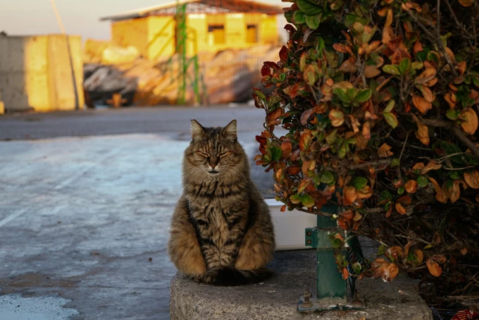 catts