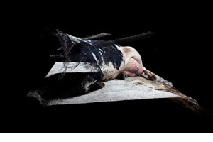 Η Kατερίνα Κατσιφαράκη χαράσσει τα "Μονοπάτια των τραγουδιών" - εικόνα 3