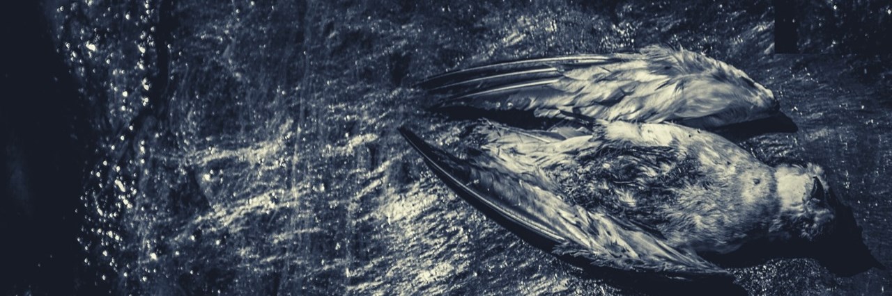 "Amuse Gueule": Δύο καλλιτέχνιδες μας "σερβίρουν" το πρώτο σόου του OKAY initiative space - εικόνα 2