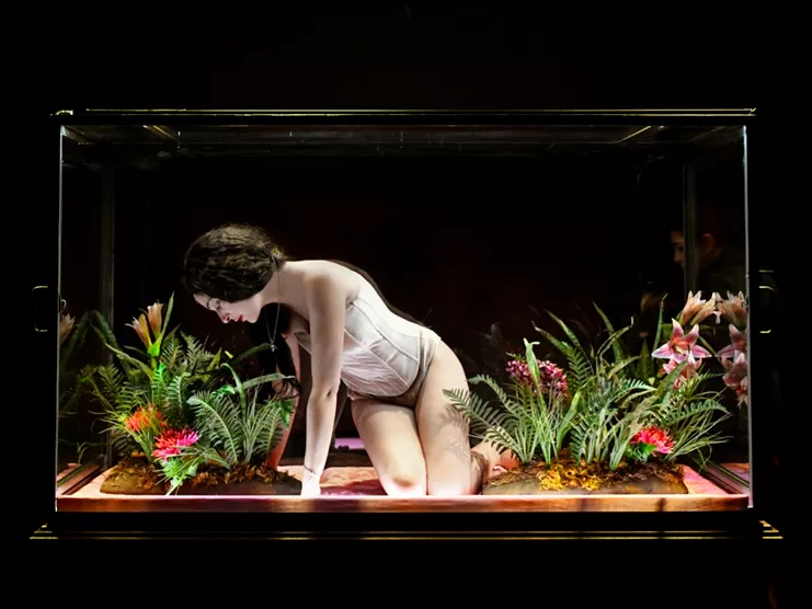 Amalia melancholia η βασίλισσα των φοινίκων