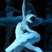 Λίμνη των κύκνων