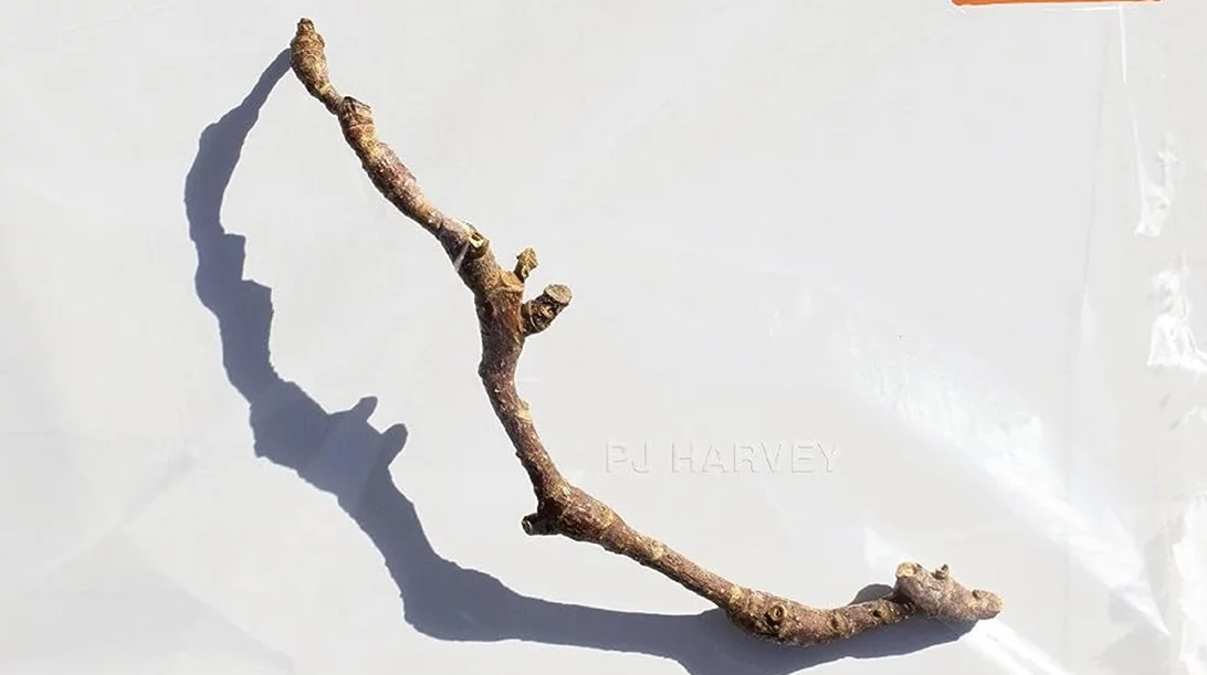 PJ Harvey: Τα δώδεκα τραγούδια του δίσκου "I Inside the Old Year Dying" βγαίνουν από την πιο τρυφερή πλευρά της