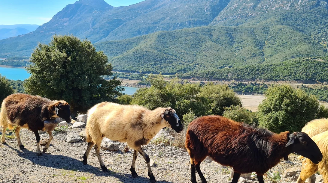 "Meet the European Lamb' στην Ήπειρο