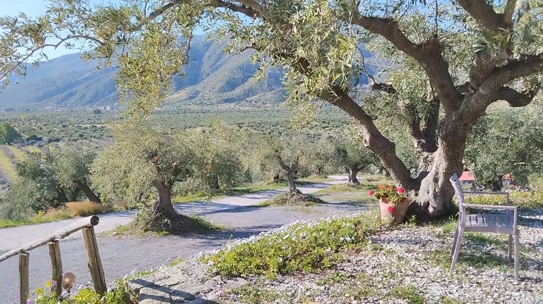 "Ελαιώνας": Πάσχα περιτριγυρισμένοι από λιόδεντρα σε ένα γνήσιο αγροτουριστικό καταφύγιο