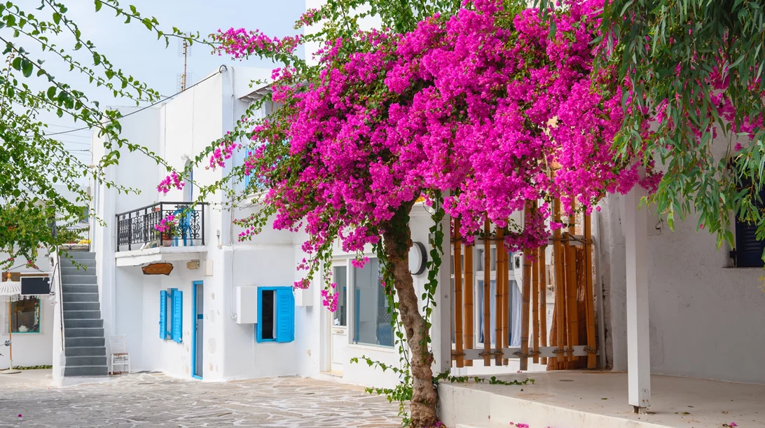 Αντίπαρος: Γιατί αγαπάμε το πιο μπουρζουά-μποέμ νησί του Αιγαίου;