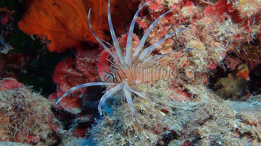 Οι "εισβολείς" στο τραπέζι: Τα ξενικά ψάρια και γιατί να τα επιλέξεις