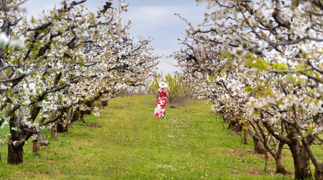 Πιερία: Οι κερασιές άνθισαν με μια σειρά δράσεων