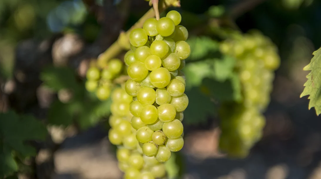 Η Σάμος, ο φετινός τρύγος με εξαιρετικής ποιότητας Μοσχάτο και οι ιστορίες των παλιών αμπελουργών
