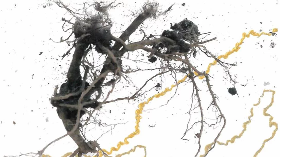 "Rema Incognita": Μια εικαστική χαρτογράφηση της Ρεματιάς Χαλανδρίου