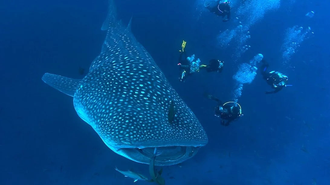 Τα ντοκιμαντέρ που θα δούμε στη Nova τις επόμενες μέρες