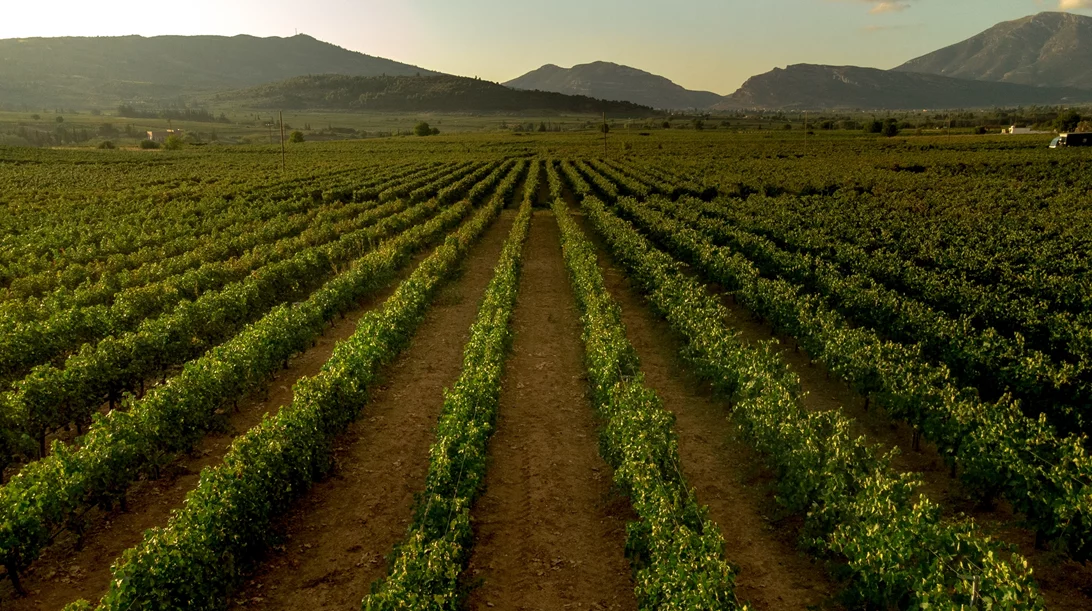 Τι λες αυτές τις γιορτές να "σερβίρεις" ένα κρασί "Lexis" την φορά;