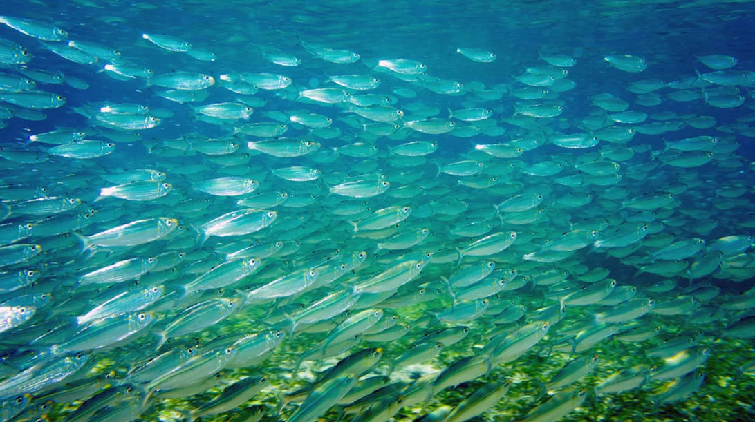 Συνθήκη για τα Διεθνή Ύδατα: Η ιστορική συμφωνία για την προστασία των ωκεανών