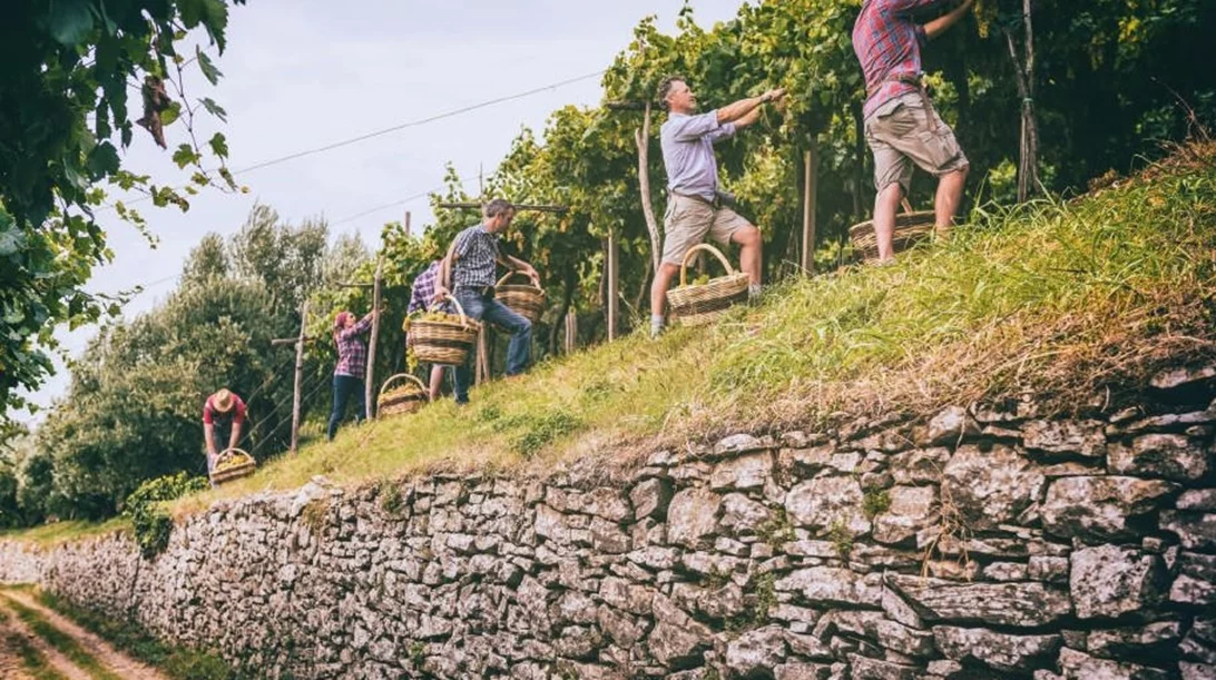 Τρύγος 2024: Απολογισμός του Ευρωπαϊκού Προγράμματος HEVA - Heroes of Europe Volcanic Agriculture