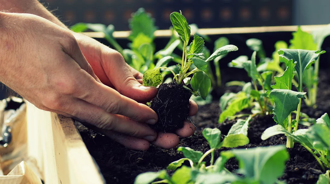 Το Ινστιτούτο Γκαίτε οργανώνει εργαστήρι diy αφιερωμένο στην κηπουρική