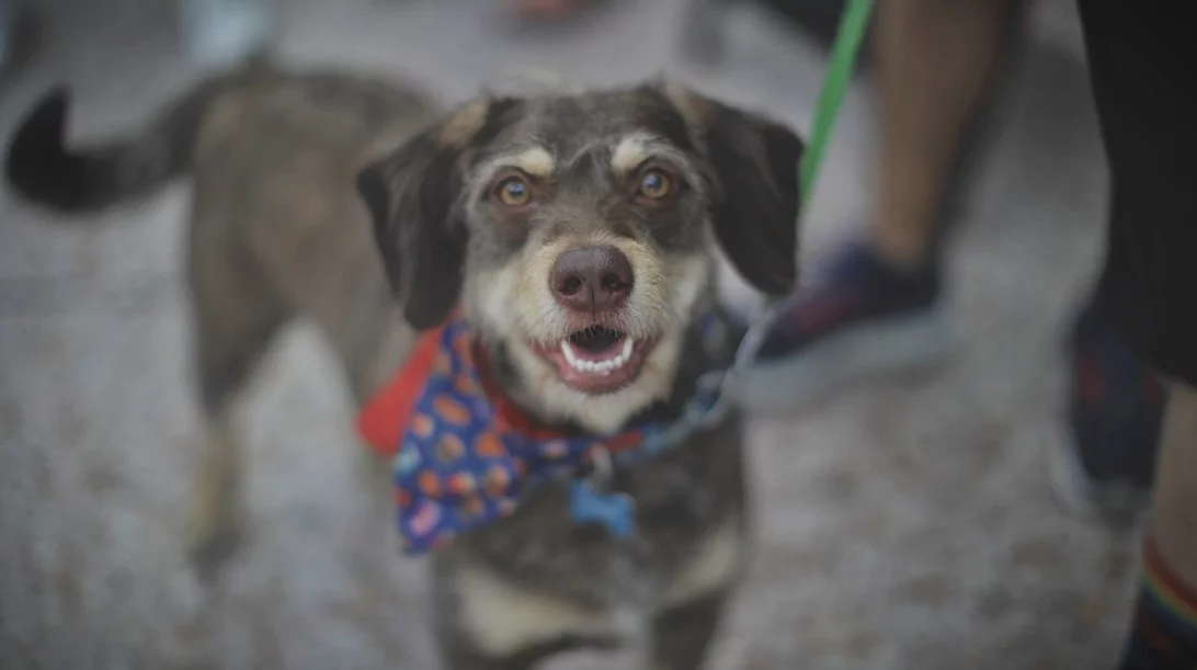 Στο Pawsome Festival θα φας pupcakes με τον σκύλο σου