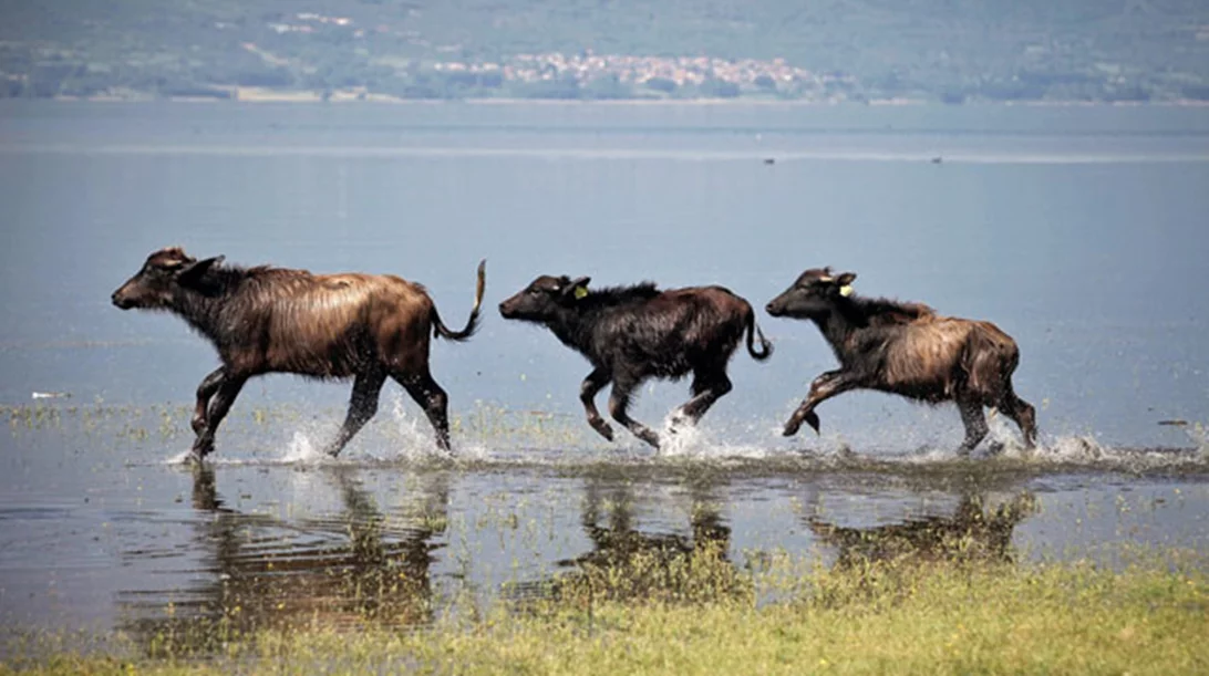 Άνοιξη στη Λίμνη Κερκίνη