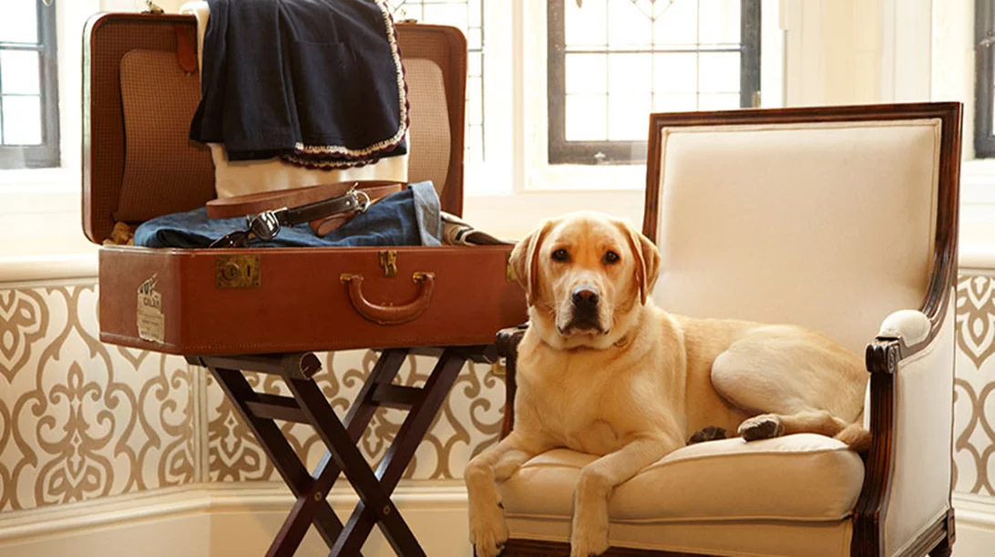 Pet friendly διακοπές: προορισμοί, ξενοδοχεία, tips
