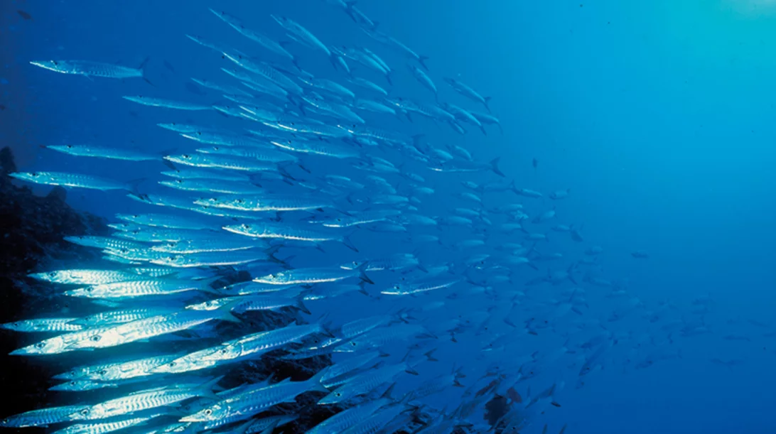 «Restaurant Fishweek» από το «α» και το WWF Ελλάς 