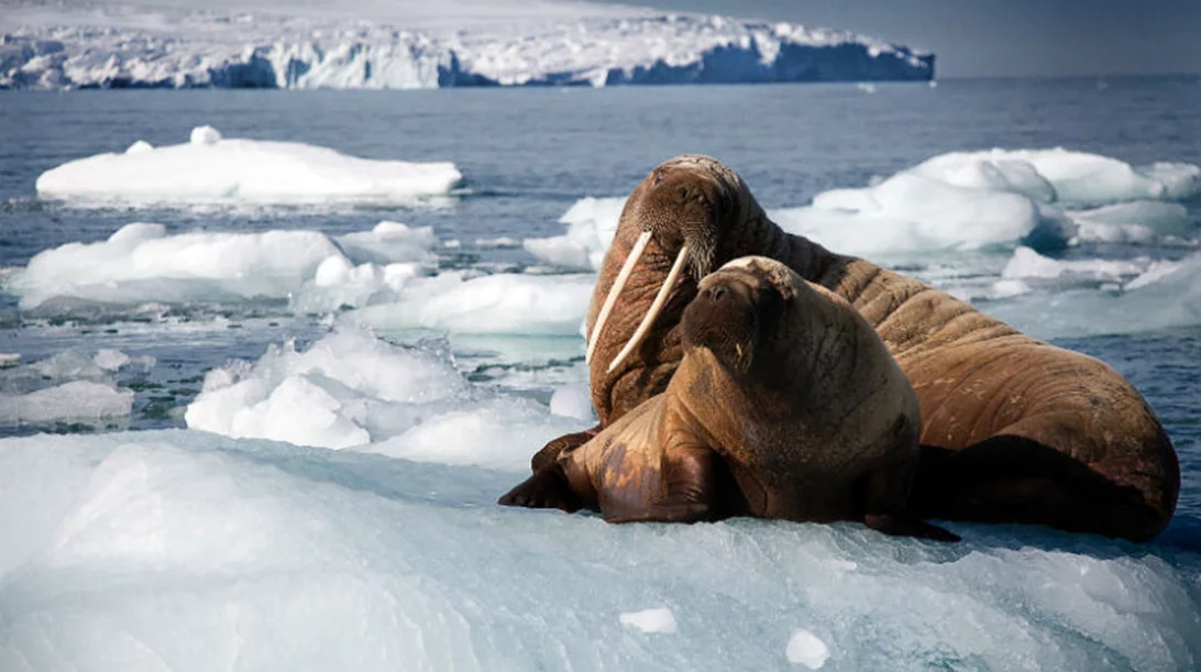 Κάνε το γύρο της Γης με ξεναγό το BBC