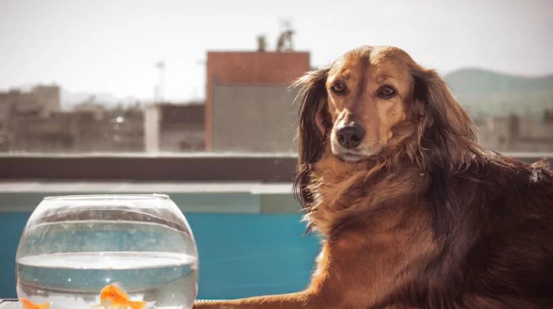 Μια τρυφερή ζωόφιλη ταινία δωρεάν στο Ίδρυμα «Μιχάλης Κακογιάννης»